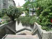 Stairs going down from street, surrounded by plants