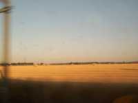 Hay growing in field and in rolls