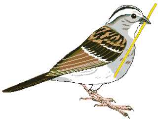 The Ulm Sparrow