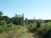 Trail in woods