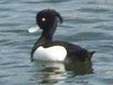 Duck in Friedrichsau Park