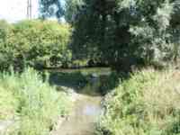 Ducks and swans in the shade