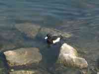 Orange-eyed duck