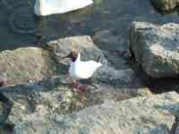 Gull on the rocks