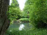 Fork in stream, with lots of greenery