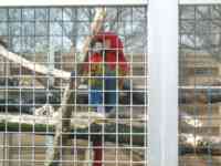 Scarlet Macaw