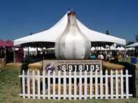 Huge inflated garlic bulb