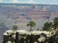 Tree in the Grand Canyon