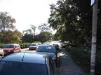 Trees and parked cars along a city street