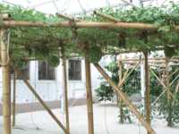 Growing watermelon hanging from trellis