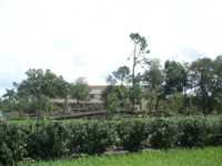 Fallen tree behind a row of bushes