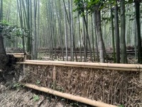 Sagano Bamboo Forest