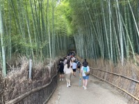 Sagano Bamboo Forest