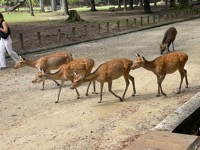 Nara Park