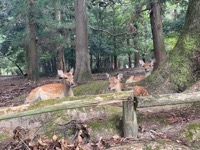 Nara Park