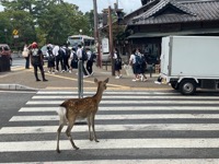 Nara Park