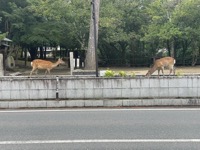 Nara Park