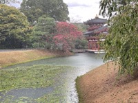 Byodo-in