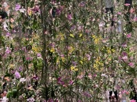 teamLab Planets: Floating Flower Garden: Flowers and I are of the Same Root, the Garden and I are One