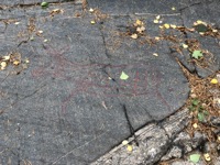 Mesolithic rock carvings