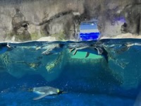 Penguins swimming in aquarium