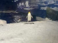 Penguin walking on snow in aquarium