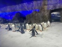 Penguins walking on snow in aquarium