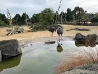 Ostriches