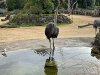 Ostriches