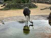 Ostriches