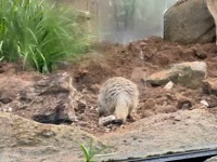 Meerkat