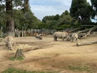 White Rhinoceros