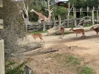 Nyalas and giraffes