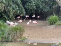 Greater Flamingo