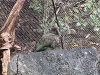 Kea