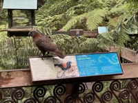 Kākā