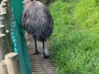 Emu