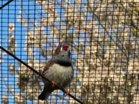 Sunda Zebra Finch