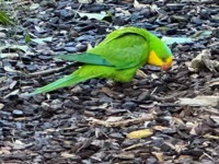 Rainbow Lorikeet