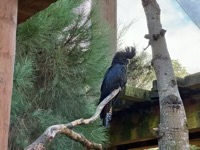 Red-Tailed Black Cockatoo