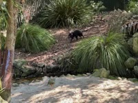 Tasmanian Devil