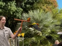 Rainbow Lorikeet in flight