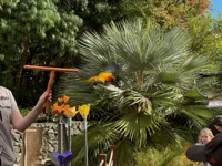 Rainbow Lorikeet in flight