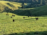 Scattered cows in a field looking at the camera