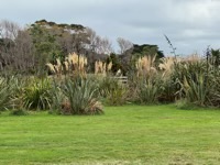 New Zealand vegetation