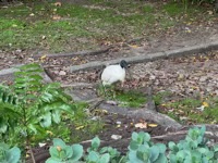 Australian White Ibis