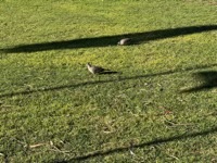 Crested Pigeon