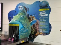 Luggage carousel decorated as Humphead Maori Wrasse