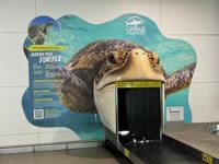 Luggage carousel decorated as Green Sea Turtle