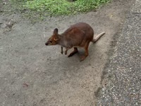 Red-Necked Wallaby